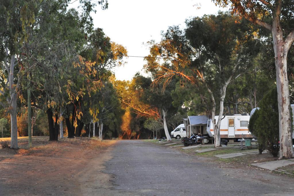 Campsite Lights 3*